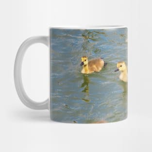 Young Canada Goose Goslings Swimming Together Mug